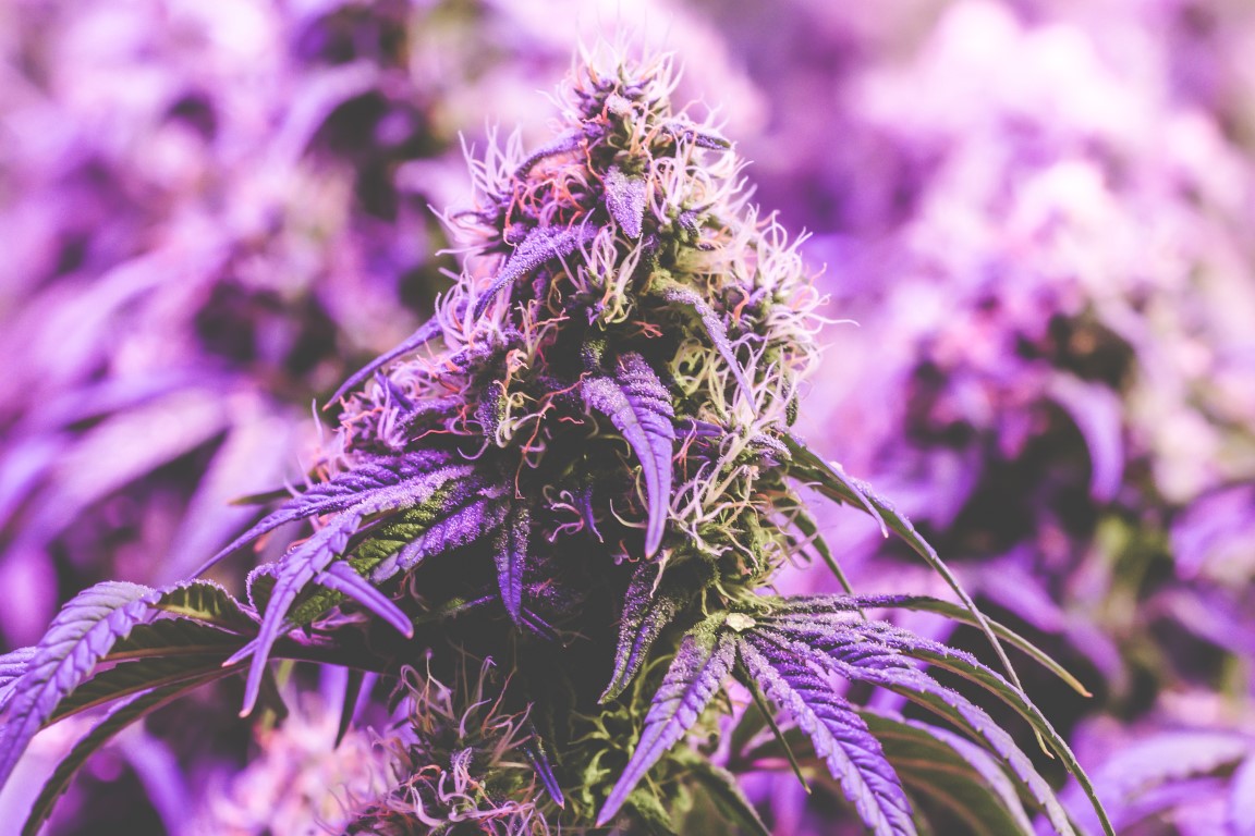 Americanna blog - Cannabis plant contains hundreds of cannabinoids including THC and CBD.