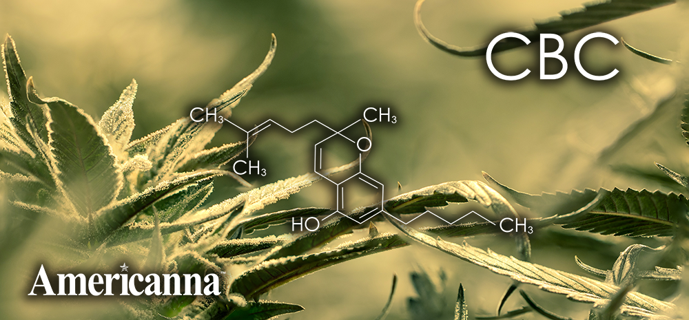 cannabinoids list - americanna - americanna blogs