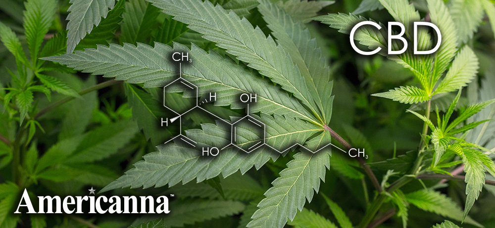 cannabinoids list - americanna - americanna blogs