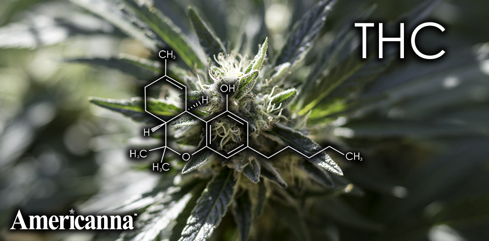 cannabinoids list - americanna - americanna blogs